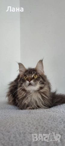 Коте Мейн Кун , снимка 2 - Мейн кун - 52131284