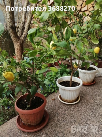 лимон. дръвче, снимка 4 - Разсади - 51416362