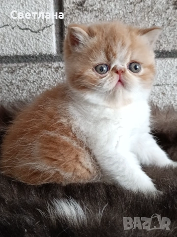 Екзотично късокосместа коте 🐈, снимка 2 - Персийска - 53119277