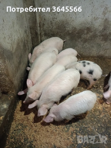 малки прасета