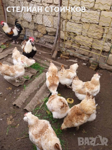 Яйца за люпене от фаверол , снимка 4 - Други - 53701573