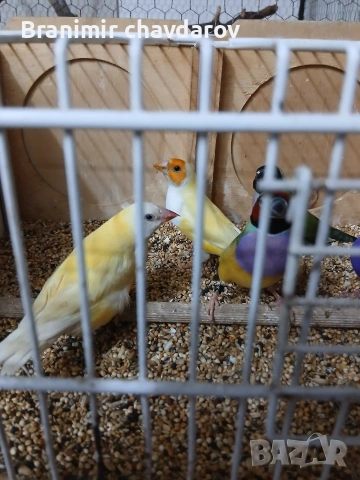 продавам гулдови папагалови и други амадини, снимка 12 - Амадини - 53966909
