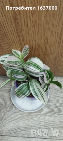 Традесканция 