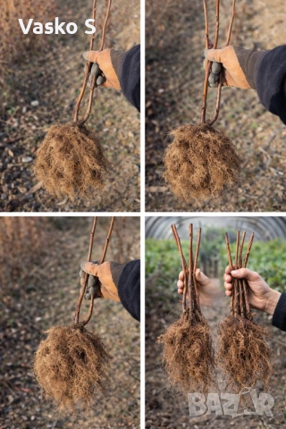 Качествен разсад на малини и ягоди, снимка 6 - Градински цветя и растения - 53447087