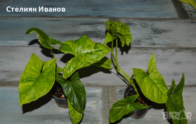 Сингониум 'Мохито' (Synonium 'Mojito'), снимка 2 - Стайни растения - 47568011