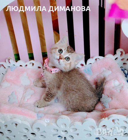 Шотландско мъжко златна чинчила , снимка 3 - Британска късокосместа - 53696771