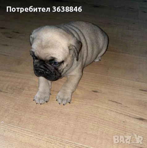 мопс, снимка 2 - Мопс - 52063084