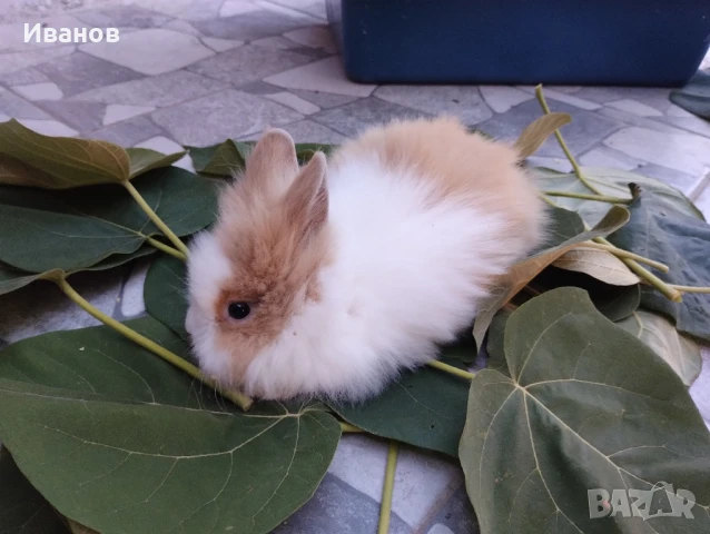 морски свинчета и мини зайчета., снимка 8 - Декоративни зайчета - 51290371