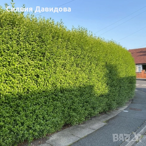 0.70 лв. Лигуструм на корен, снимка 5 - Градински цветя и растения - 52515719