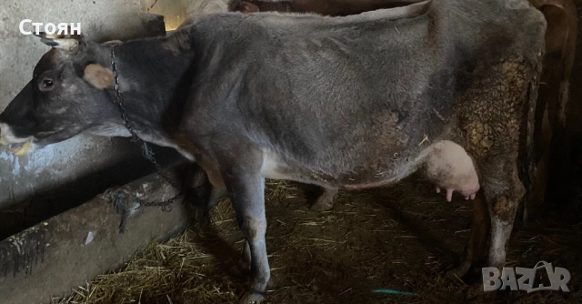 Продавам крави 2 , снимка 2 - За селскостопански - 52939382