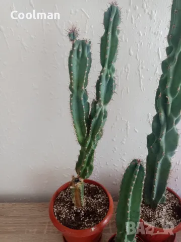 Кактуси Cereus , снимка 6 - Стайни растения - 42663589