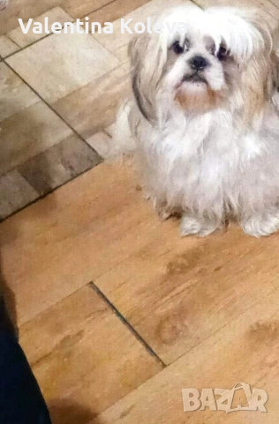 Малки кученца порода Ши Тцу , снимка 8 - Ши Тцу - 52838430