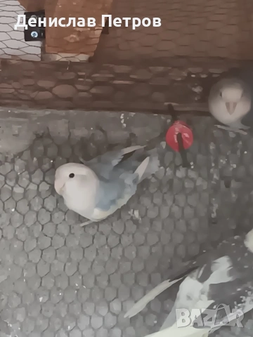 папагали неразделки , снимка 4 - Папагали - 54215349