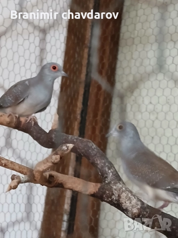 продавам амадини и диамантени гогутки, снимка 5 - Амадини - 52243041