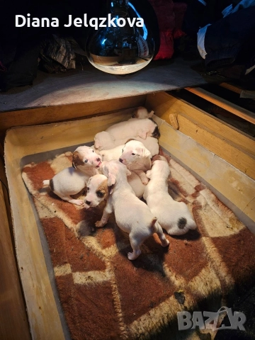 Джак Ръсел бебета, снимка 2 - Джак ръсел териер - 52903310