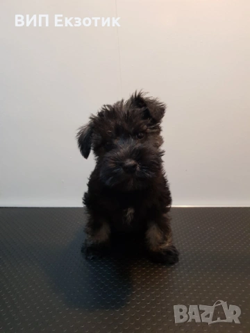 ПРОДАВА МИНИ ШНАУЦЕР