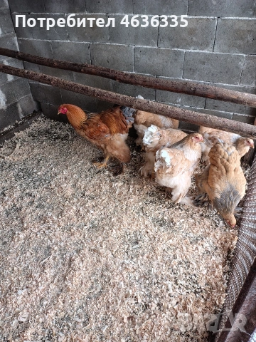 Брама Лимон, снимка 5 - Кокошки и пуйки - 53052574