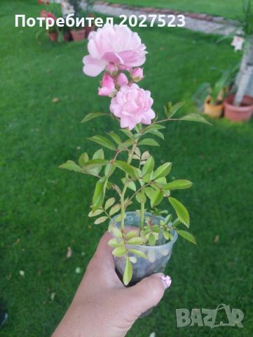 Мини роза храстовидна , снимка 2 - Градински цветя и растения - 45880259