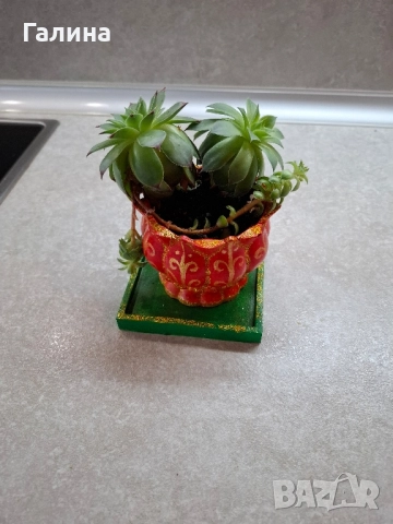 Декоративна саксийка с цвете, снимка 6 - Градински цветя и растения - 51673812