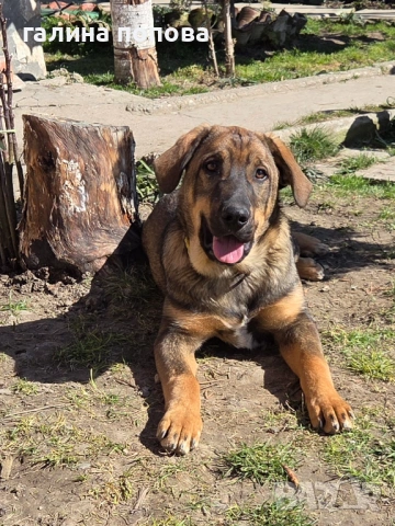 Търся стопани на кученца, снимка 7 - Други - 53074703