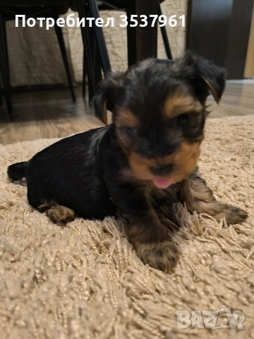 Йорки, снимка 2 - Йоркширски териер - 54118262