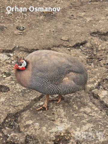 Токачки, снимка 2 - Кокошки и пуйки - 54142856