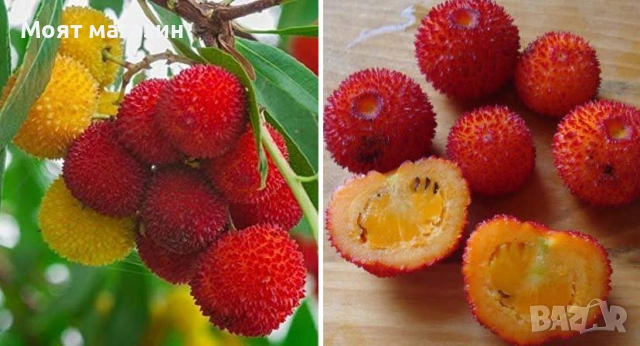 Ягодово дърво