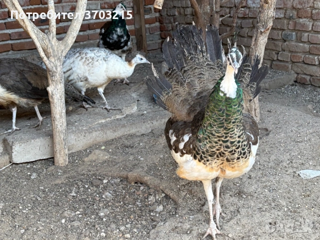 Пауни, снимка 5 - други­ - 53797419