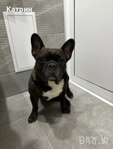 Френски булдог за разплод, снимка 2 - Френски булдог - 51360133