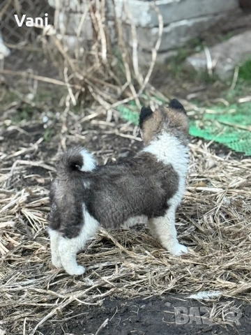 Америкаска акита , снимка 15 - Акита - 53493494