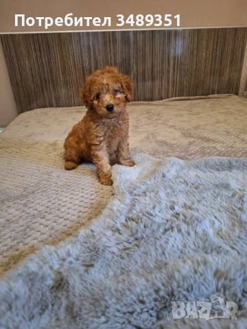 Мини Пудел , снимка 2 - Пудели - 52904163