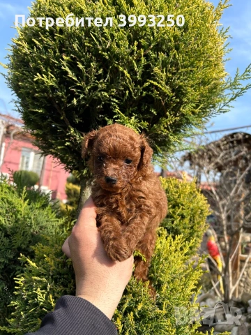 Мини той пудел момче, снимка 4 - Померан - 44449335