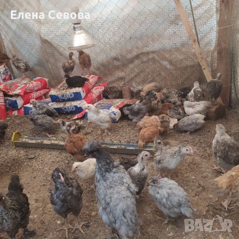 Продавам пилета на различна възраст, ваксинирани, дадено всичко необходимо , снимка 4 - Кокошки и пуйки - 45494079