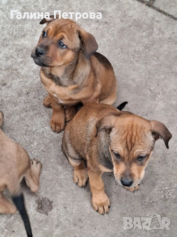 Кой ще се отзове?, снимка 3 - Питбул - 52484104