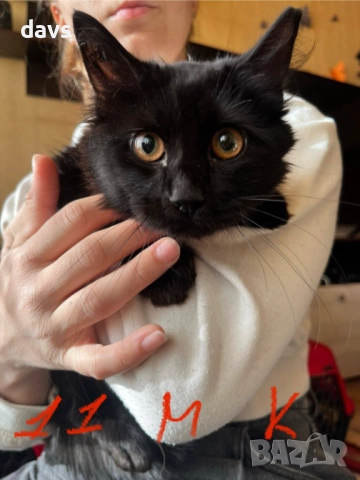 Спешно - Приемен / Постоянен дом за Домашни котки , снимка 4 - Други - 52507567