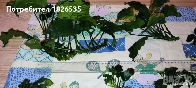 Продавам анубиаси, снимка 3 - Рибки - 53698305