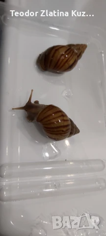 Африкански охлюви Ахатина