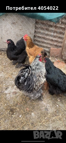 Продава се кокошки брами, снимка 3 - Кокошки и пуйки - 53736567