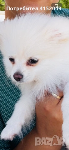 Мини пумеран