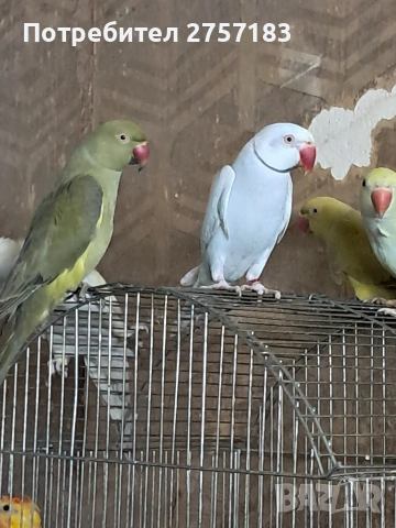 продавам малки александри , снимка 2 - Папагали - 53991993