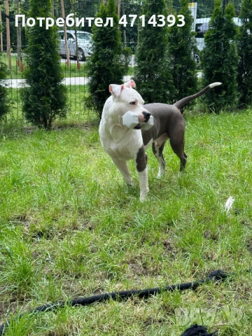 Търсим приятелка за Матео 2,6г. Американский стаффордширский терьер