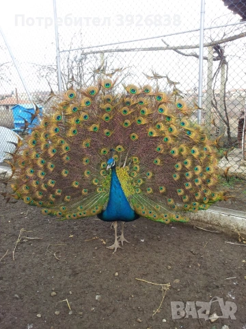 продавам индийски пауни