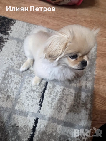 Пекинез на 4 месеца, снимка 3 - Пекинез - 53578825