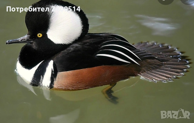 Декоративни патета, снимка 4 - други­ - 53749676