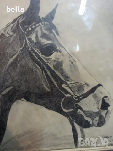 Рамкирана картина рисунка-глава на кон ,подписана, снимка 4 - Картини - 50575871