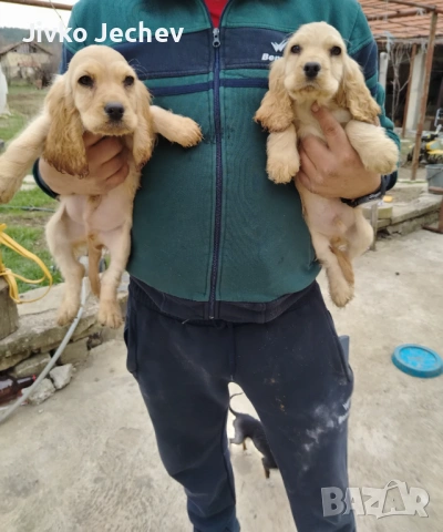 Кокер Шпаньол , снимка 5 - Кокер шпаньол - 53865544