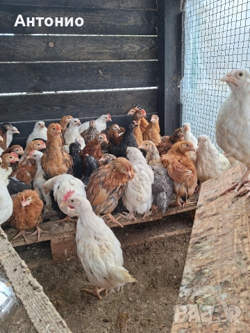 ПЕТЛЕТА продавам. , снимка 2 - Кокошки и пуйки - 54084497