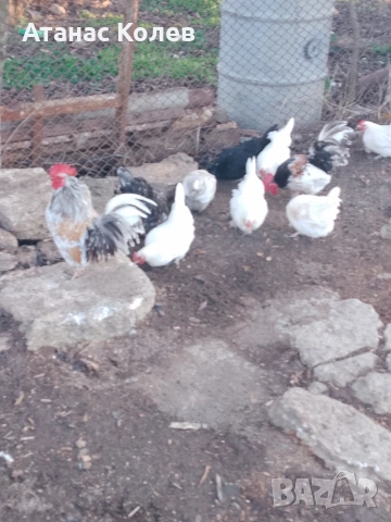  декоративни кокошки 8 евро и петли, снимка 8 - Кокошки и пуйки - 53657317