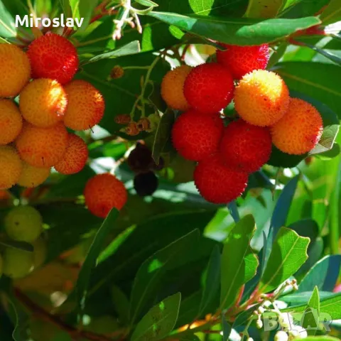 Ягодово дърво/Arbutus unedo (кумарка), снимка 1 - Градински цветя и растения - 49323572