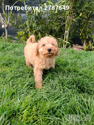 Кавапу, снимка 7 - Пудели - 53989489